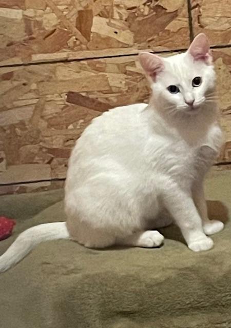 Enlarge Mila, a ADOPTABLE Domestic Short Hair in Savanna, IL image 1/3