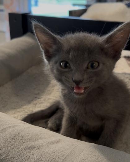 Enlarge Ziti, a Adoptable Domestic Short Hair in Edmond, OK image 2/3