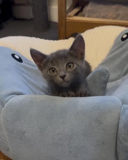 Enlarge Ziti, a Adoptable Domestic Short Hair in Edmond, OK image 1/3