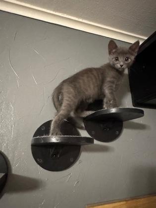 Enlarge Ziti, a Adoptable Domestic Short Hair in Edmond, OK image 3/3