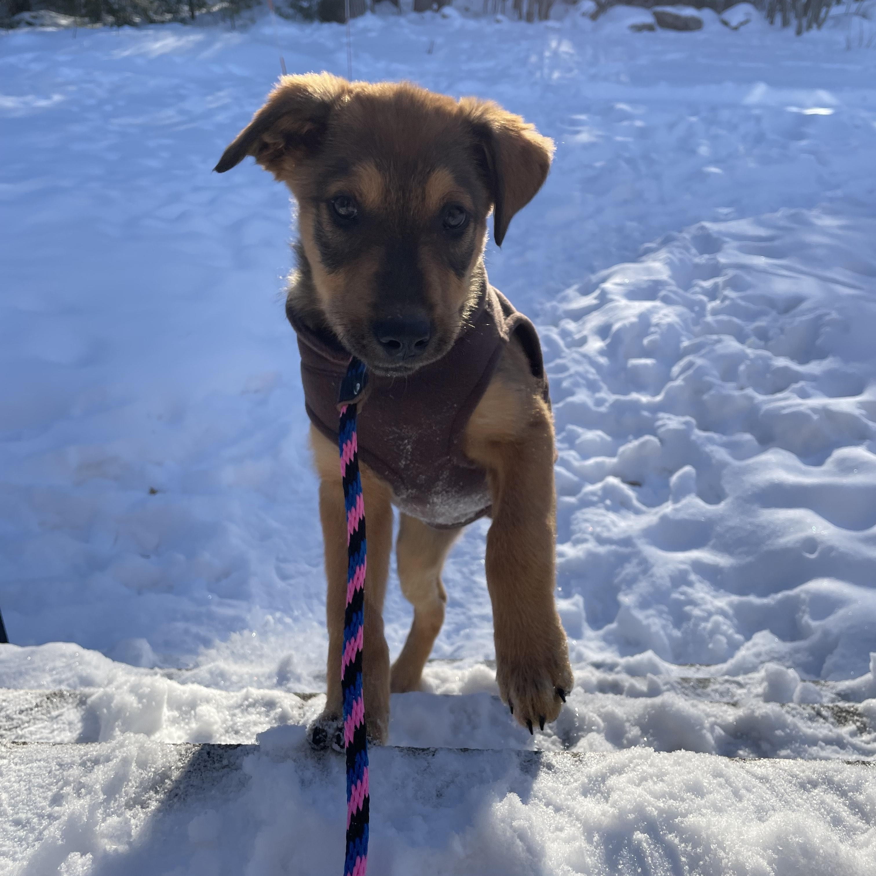 Ollie IN MAINE, a Adoptable mixed breed in South Portland, ME image 1/6