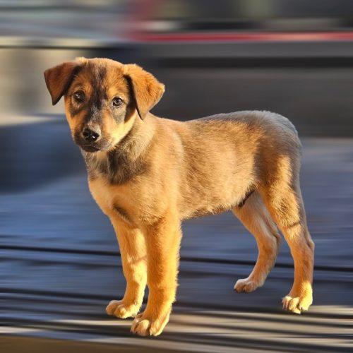 Enlarge Ollie IN MAINE, a Adoptable mixed breed in South Portland, ME image 1/1