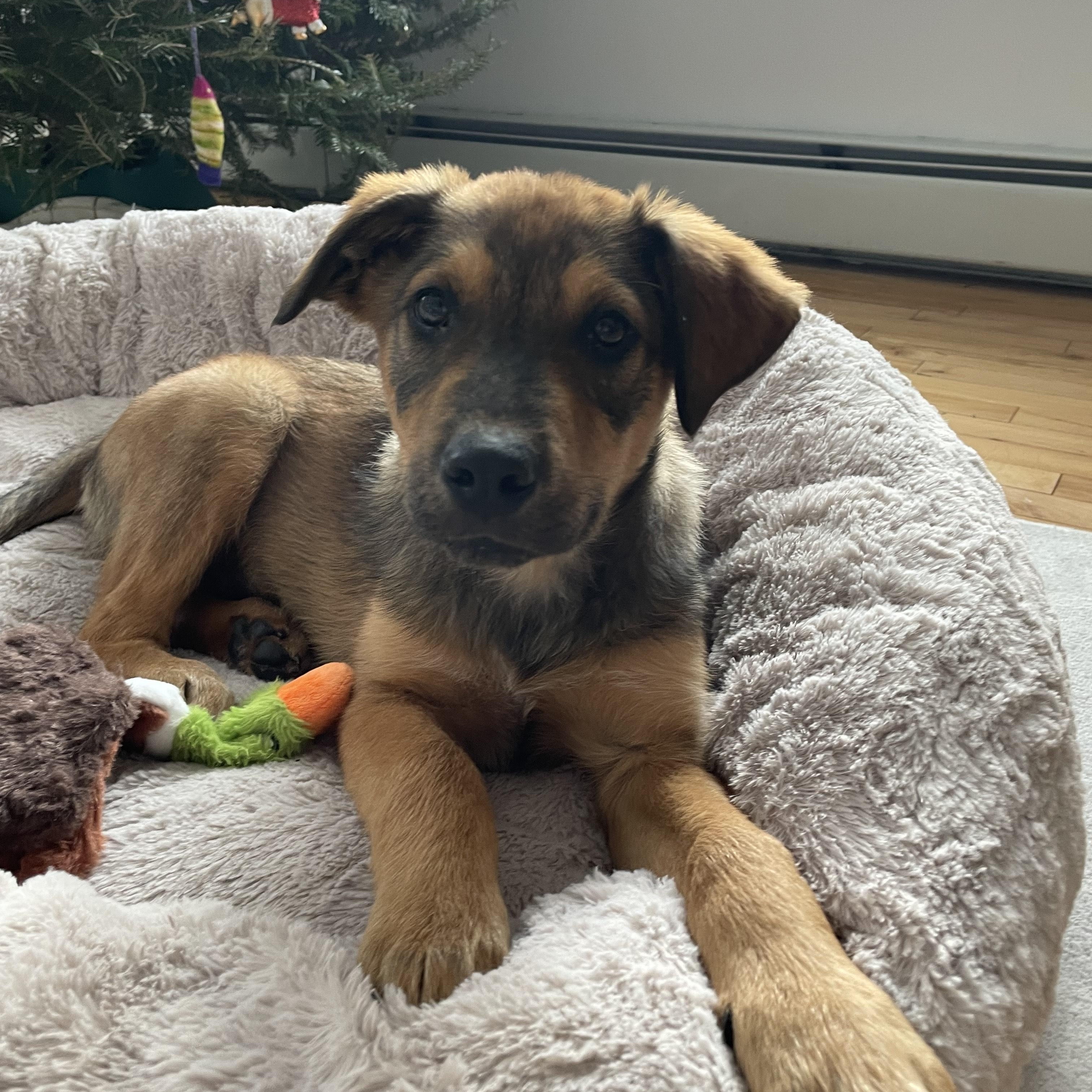 Ollie IN MAINE, a Adoptable mixed breed in South Portland, ME image 3/6