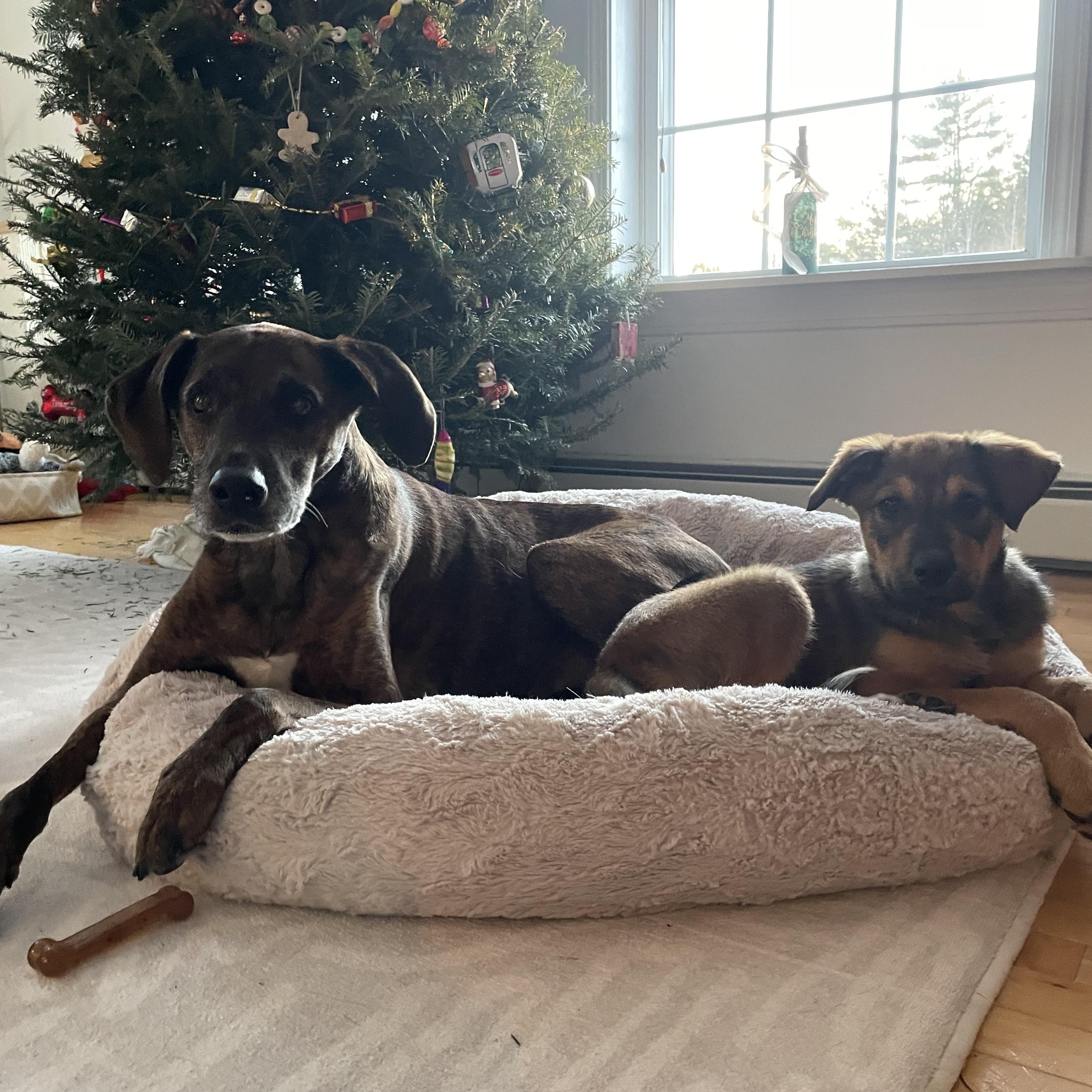 Ollie IN MAINE, a Adoptable mixed breed in South Portland, ME image 4/6