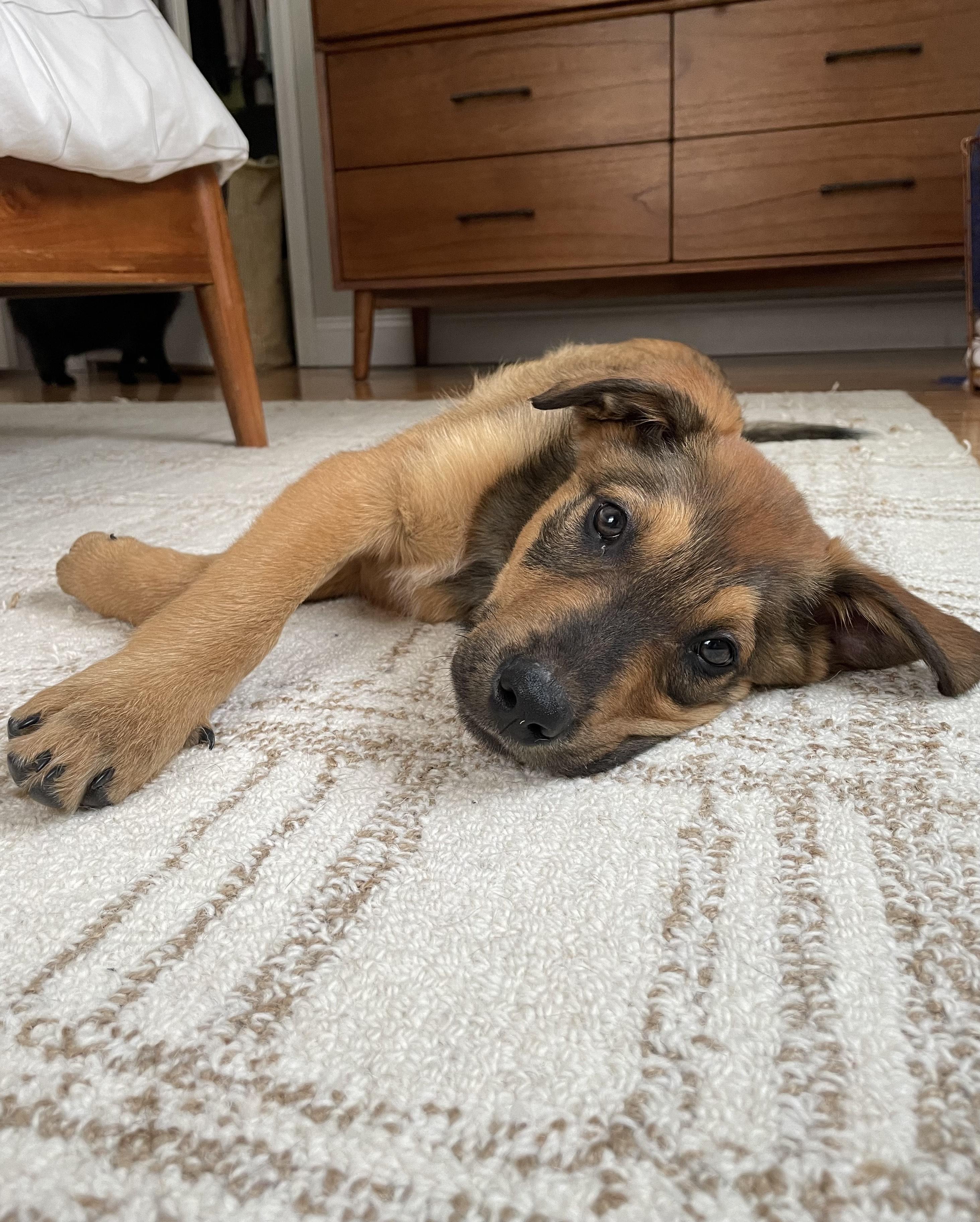 Ollie IN MAINE, a Adoptable mixed breed in South Portland, ME image 5/6
