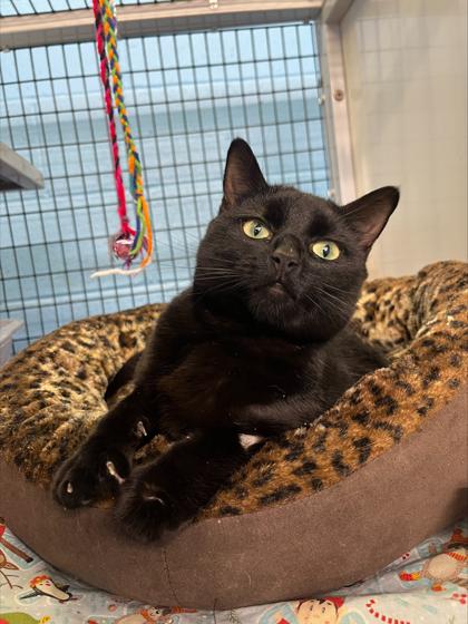 Lady Violet — thumbnail 2