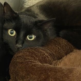 Lady Violet — thumbnail 3