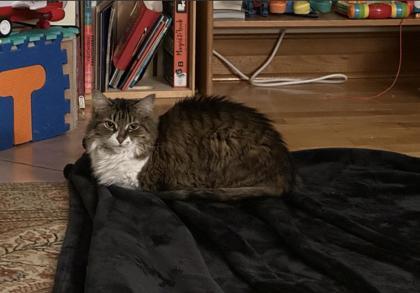 Cali, Adoptable, Senior Female Domestic Medium Hair & Domestic Short Hair.