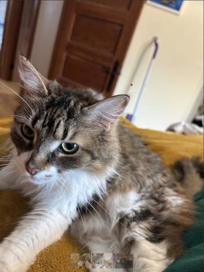 Enlarge Cali, a Adoptable mixed breed in Montreal, QC image 3/3