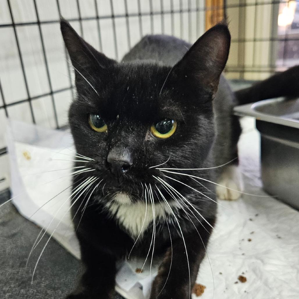 Enlarge Sweeper, a Adoptable Domestic Short Hair in Hattiesburg, MS image 1/1