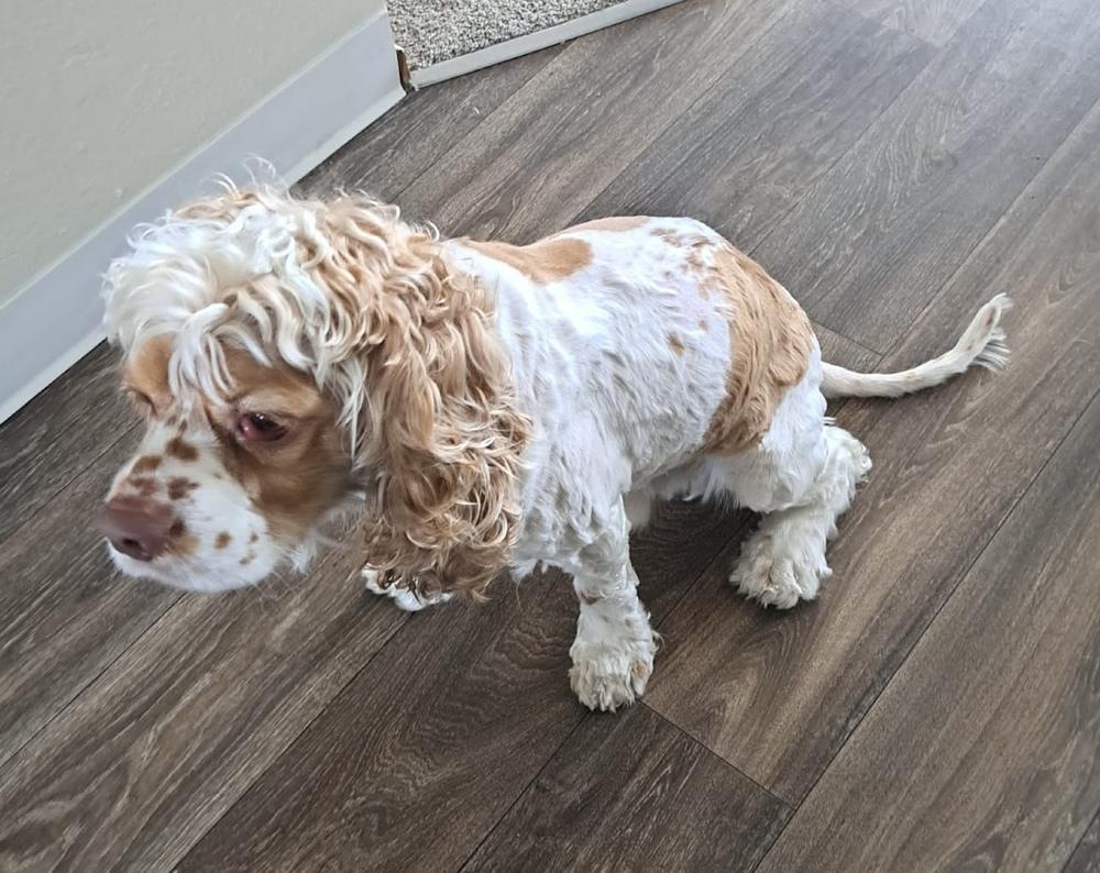 Enlarge Milo, a Adoptable Cocker Spaniel in Jamestown, CA image 2/6