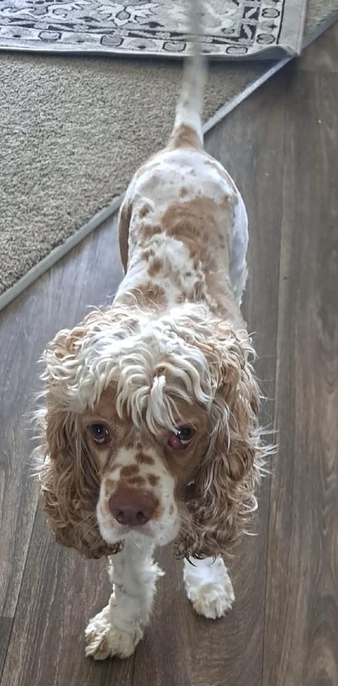 Enlarge Milo, a Adoptable Cocker Spaniel in Jamestown, CA image 3/6