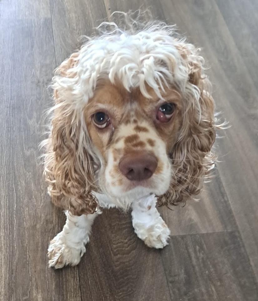 Enlarge Milo, a Adoptable Cocker Spaniel in Jamestown, CA image 5/6