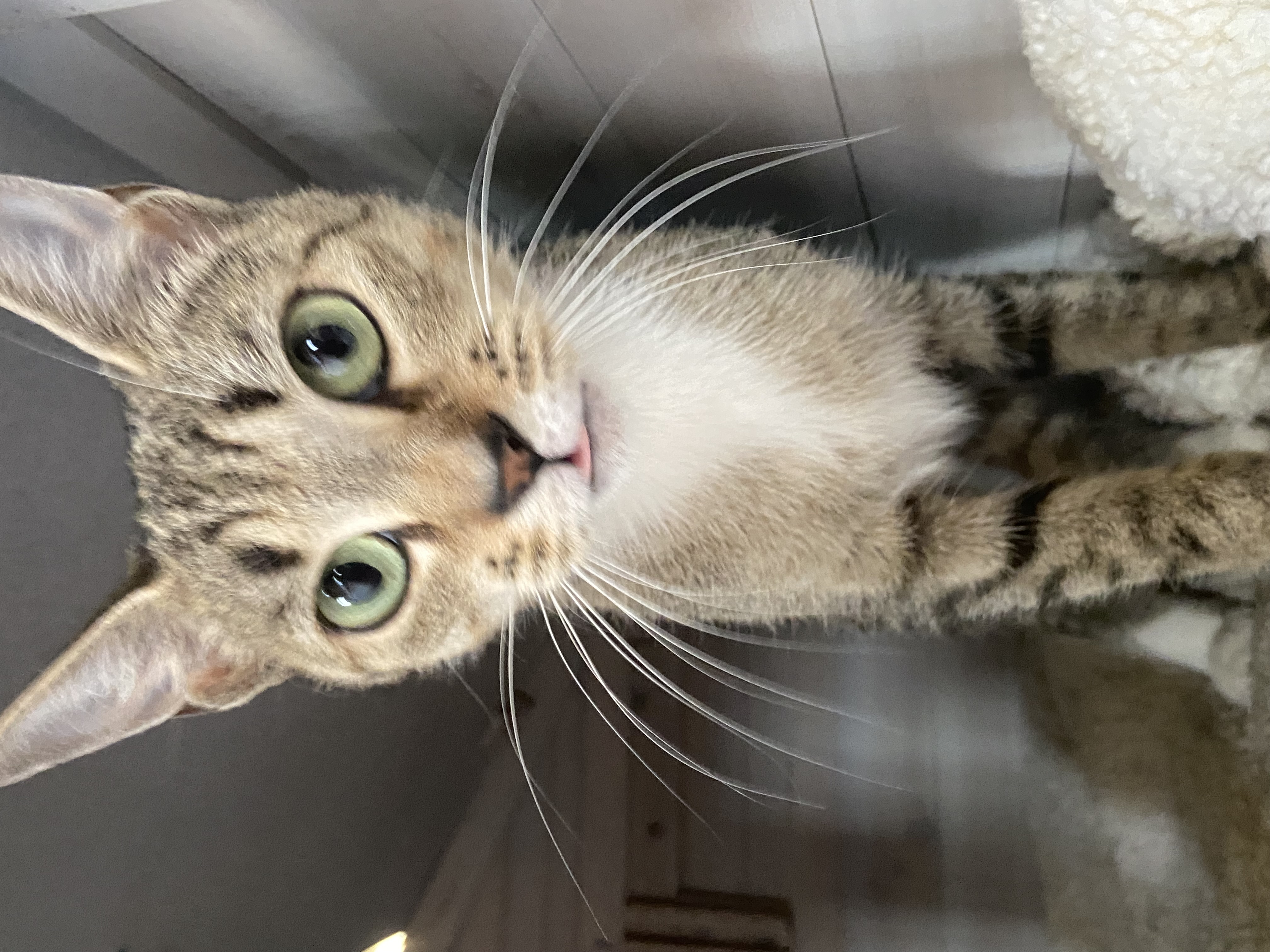 Enlarge Izzy, a Adopted Tabby in South Windsor, CT image 3/5