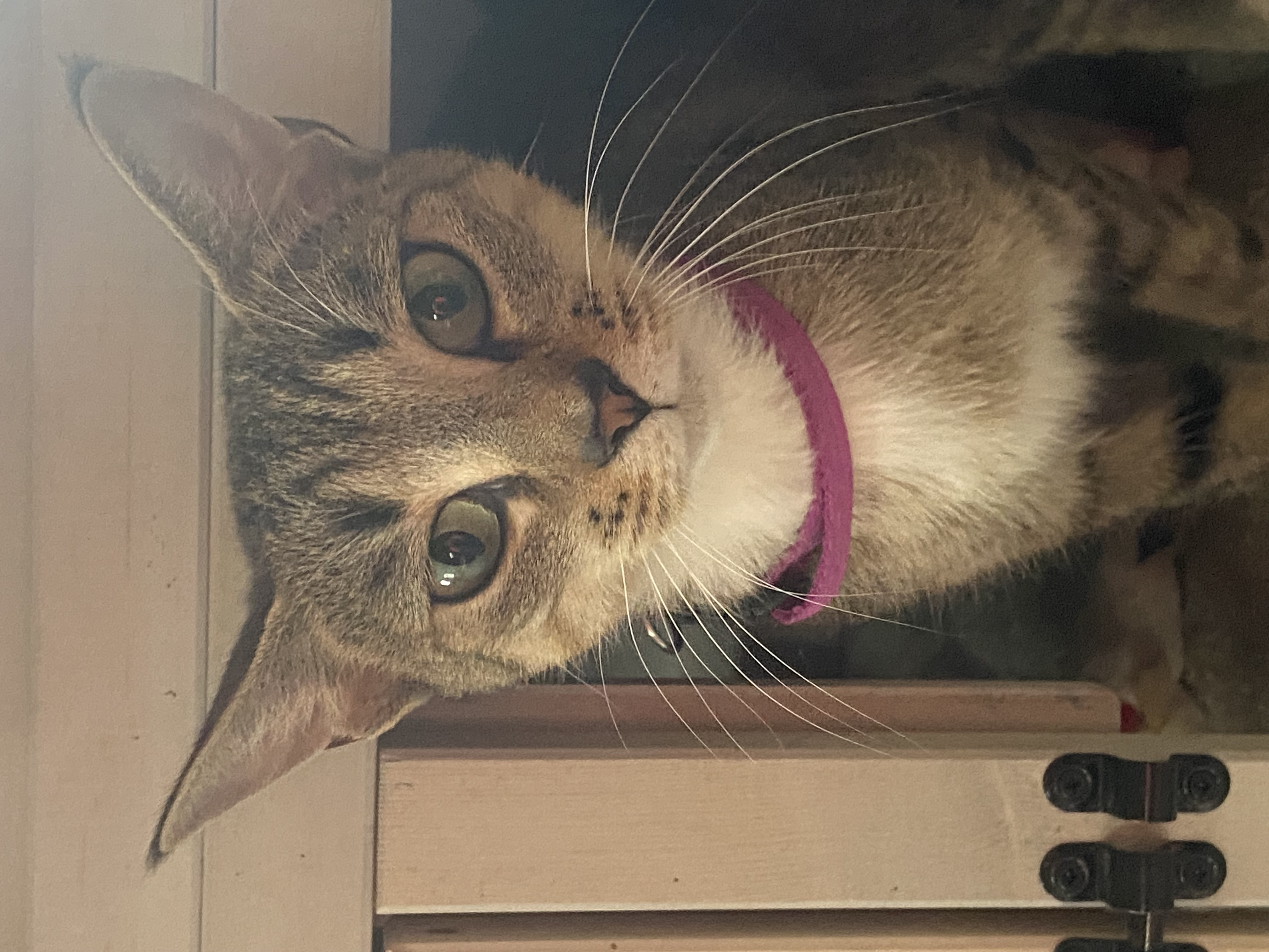 Izzy, Adopted, Young Female Tabby.