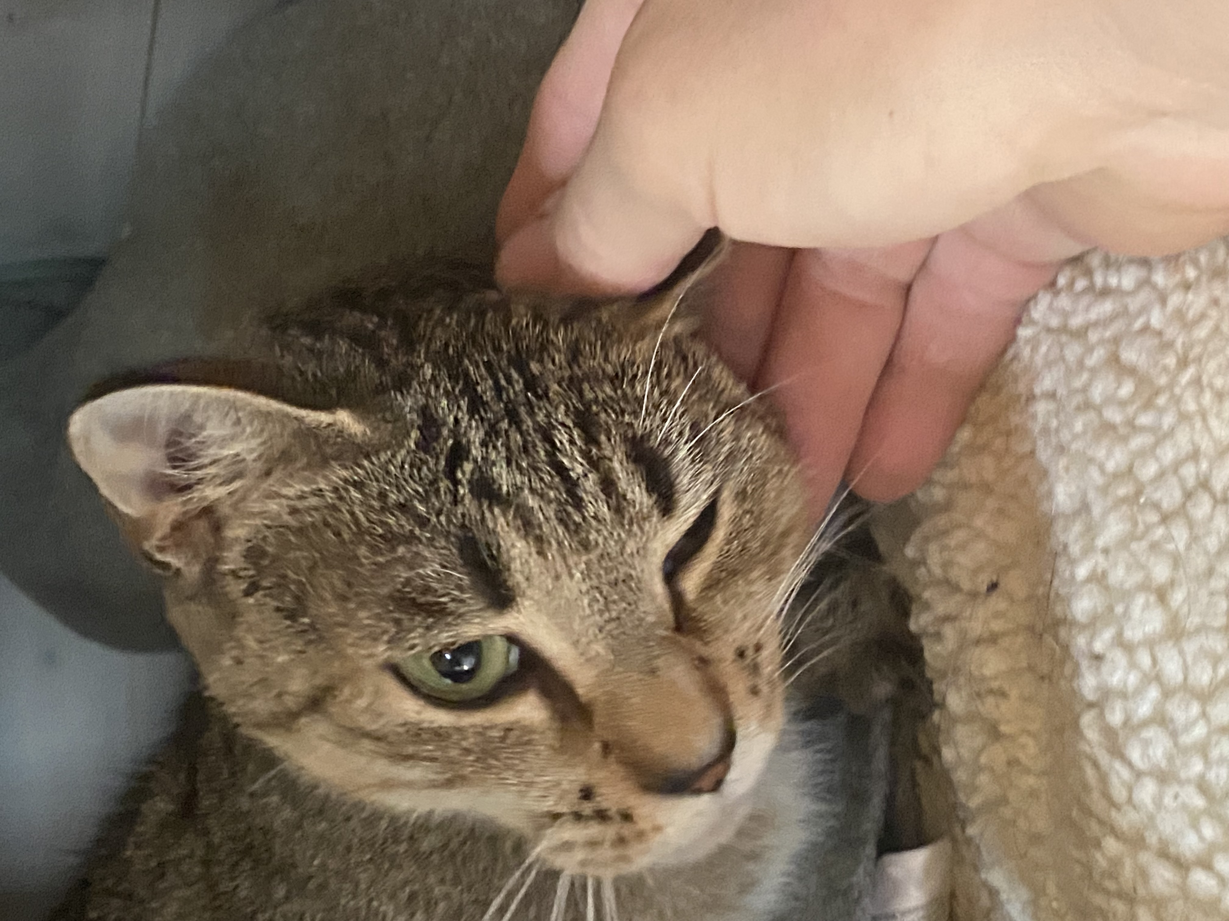 Enlarge Izzy, a Adopted Tabby in South Windsor, CT image 4/5