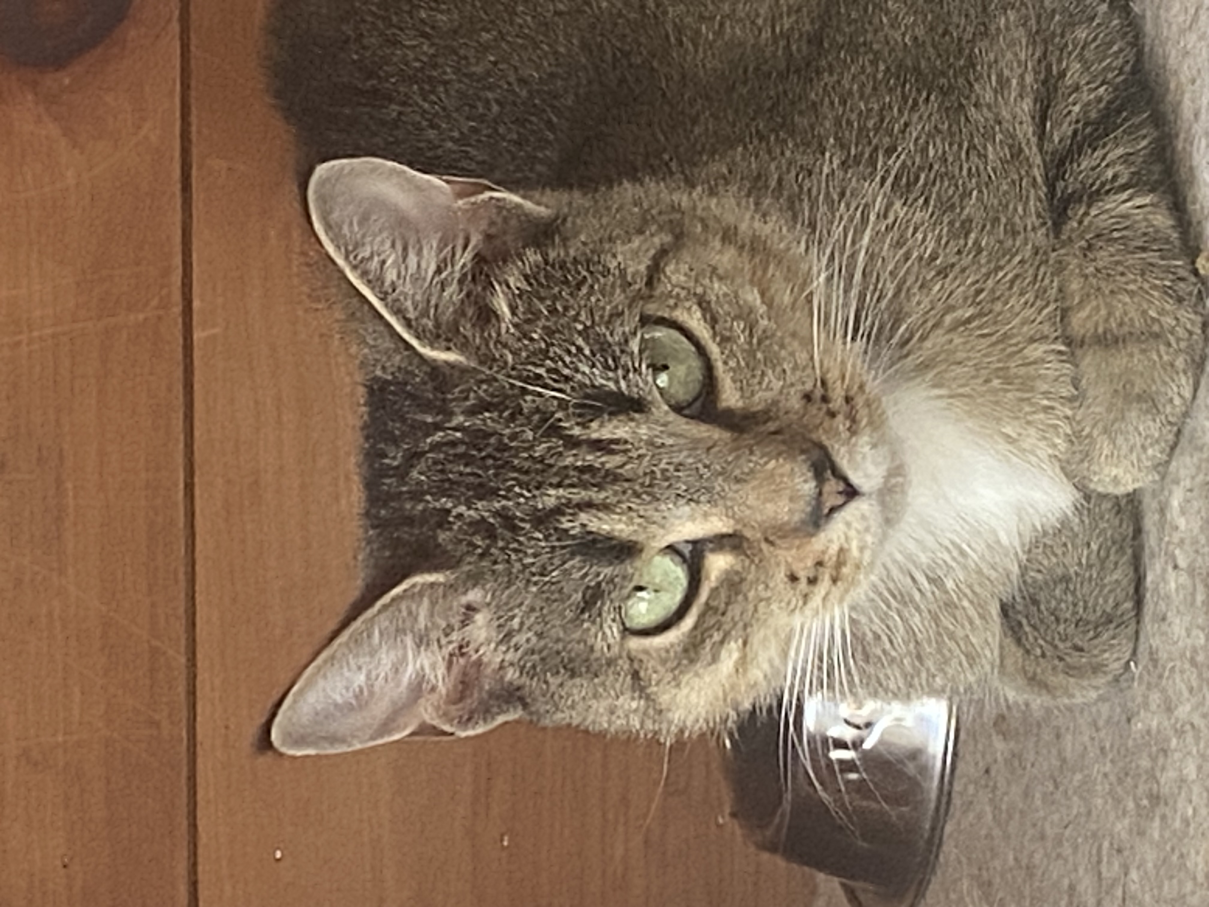 Enlarge Izzy, a Adopted Tabby in South Windsor, CT image 2/5