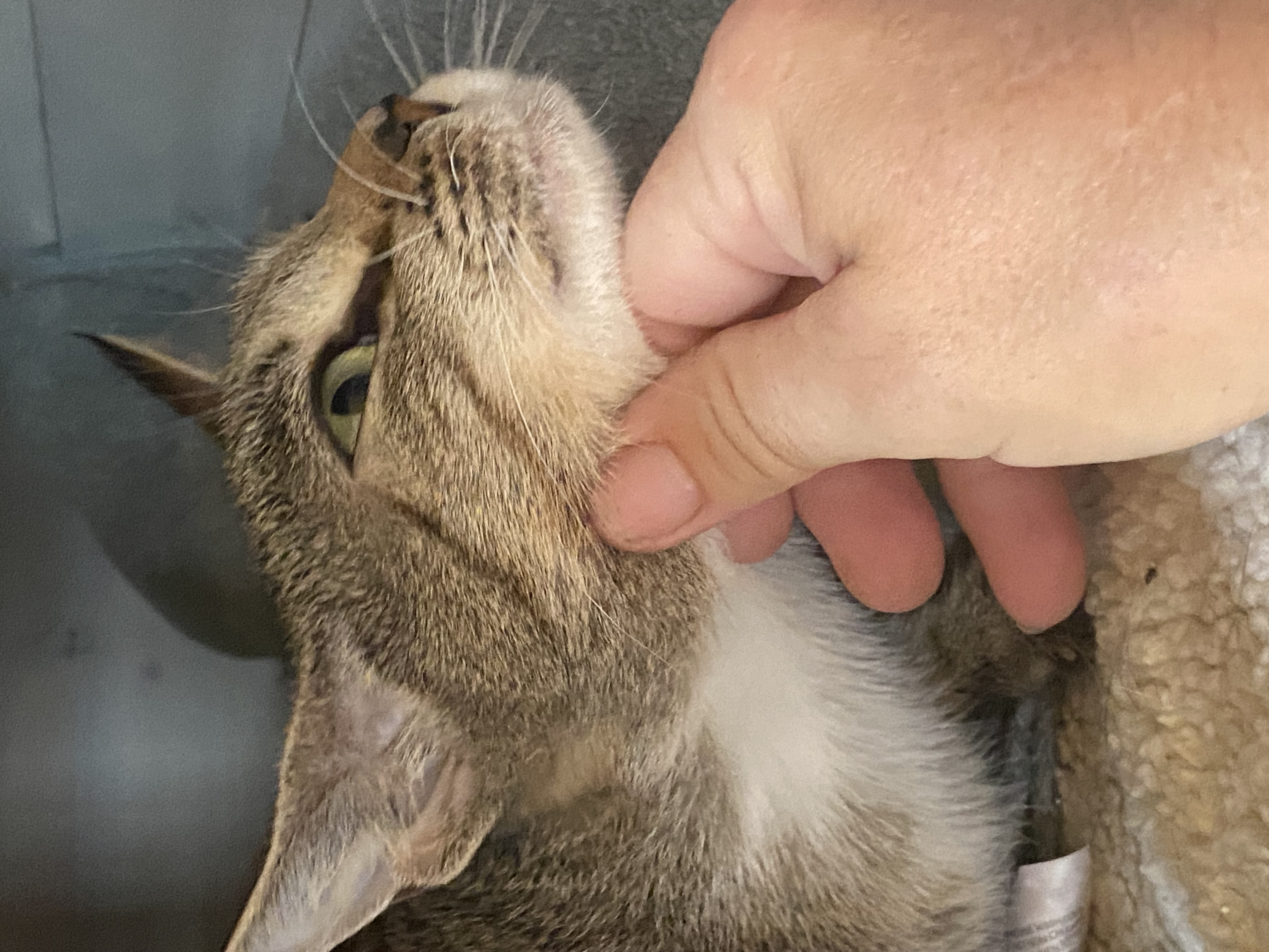 Enlarge Izzy, a Adopted Tabby in South Windsor, CT image 5/5