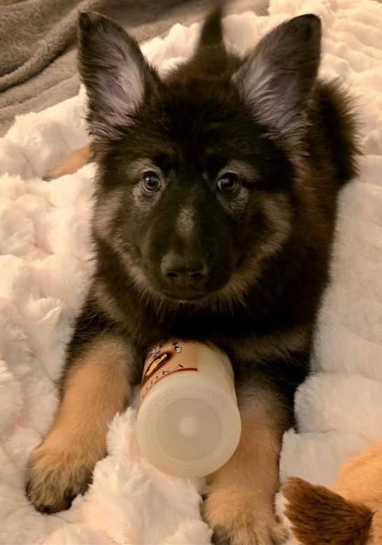 Giuliana, Adoptable, Puppy Female German Shepherd Dog.