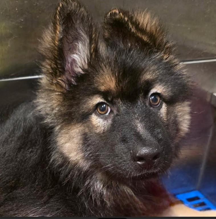 Enlarge Giuliana, a Adoptable German Shepherd Dog in Brookfield, CT image 2/4