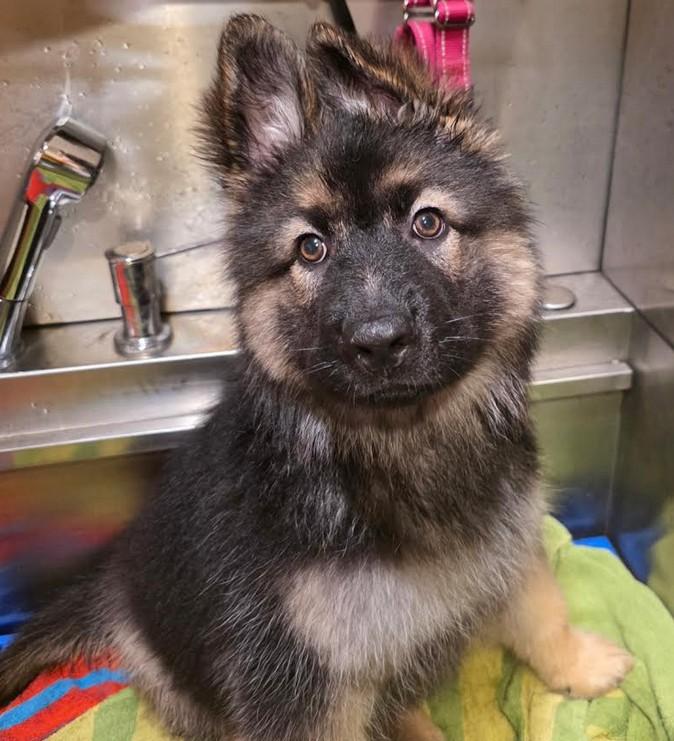 Enlarge Giuliana, a Adoptable German Shepherd Dog in Brookfield, CT image 3/4