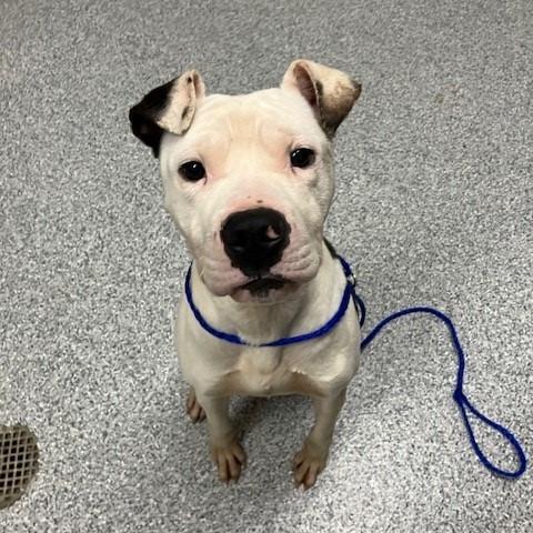 Yuto, Adoptable, Young Male American Staffordshire Terrier & Mixed Breed.