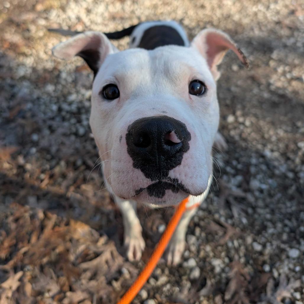 Enlarge Yuto, a Adoptable mixed breed in Grand Rapids, MI image 2/2