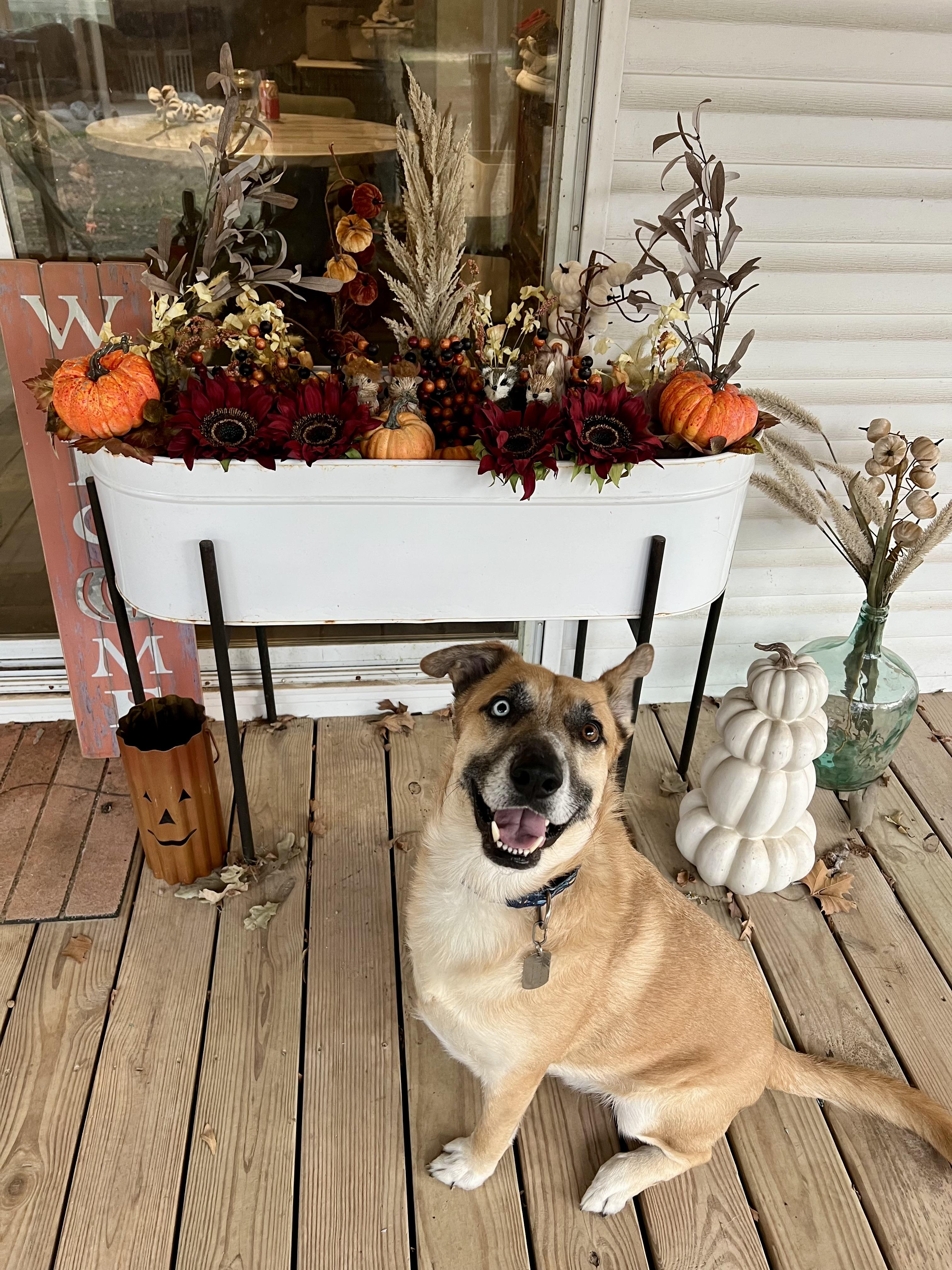 Merlin, Adoptable, Adult Male Shepherd.