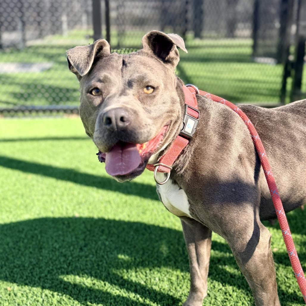 Enlarge Bonnie-A2141785, a Adoptable Pit Bull Terrier in Mission Hills, CA image 1/6