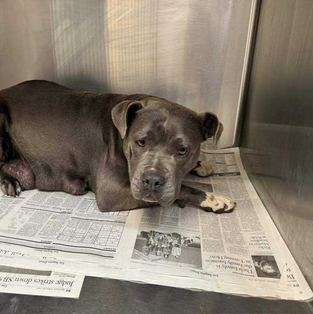 Bonnie-A2141785, a Adoptable Pit Bull Terrier in Mission Hills, CA image 1/3