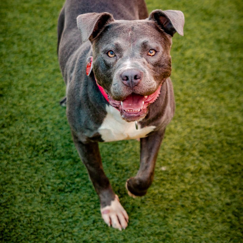Bonnie-A2141785, Adoptable, Adult Female Pit Bull Terrier.