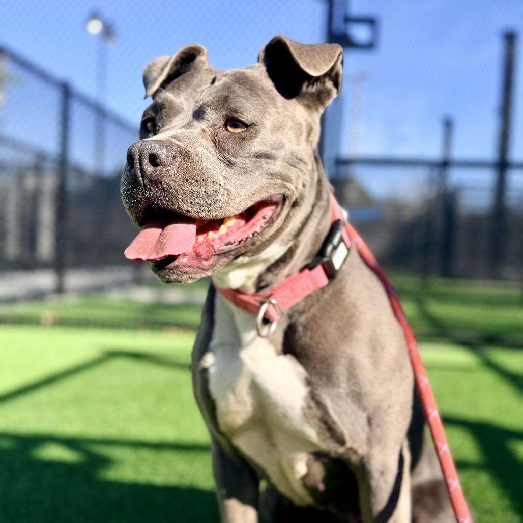 Enlarge Bonnie-A2141785, a Adoptable Pit Bull Terrier in Mission Hills, CA image 3/6