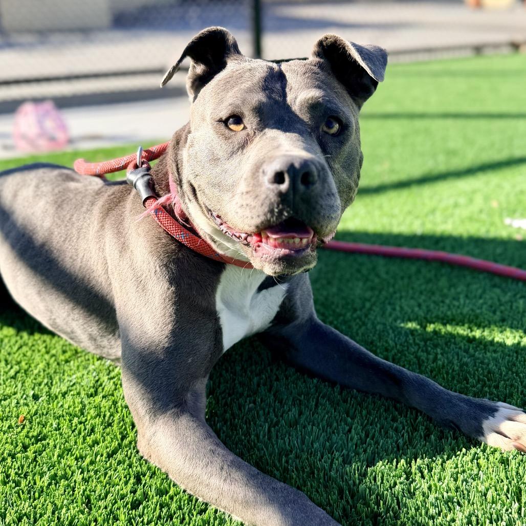 Enlarge Bonnie-A2141785, a Adoptable Pit Bull Terrier in Mission Hills, CA image 4/6