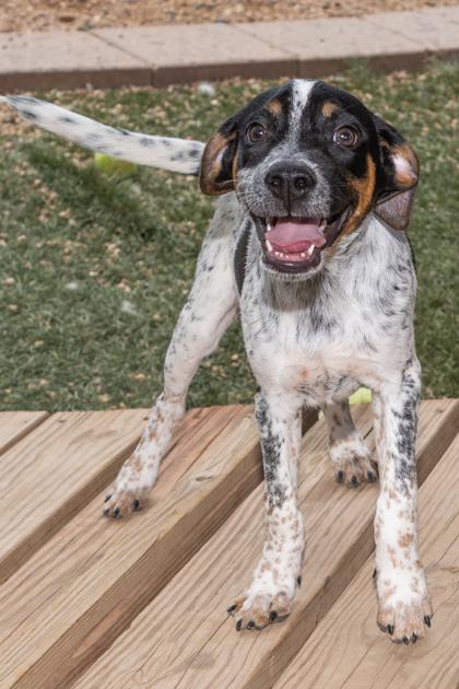 Enlarge Dipper, a Adoptable mixed breed in Divide, CO image 1/1