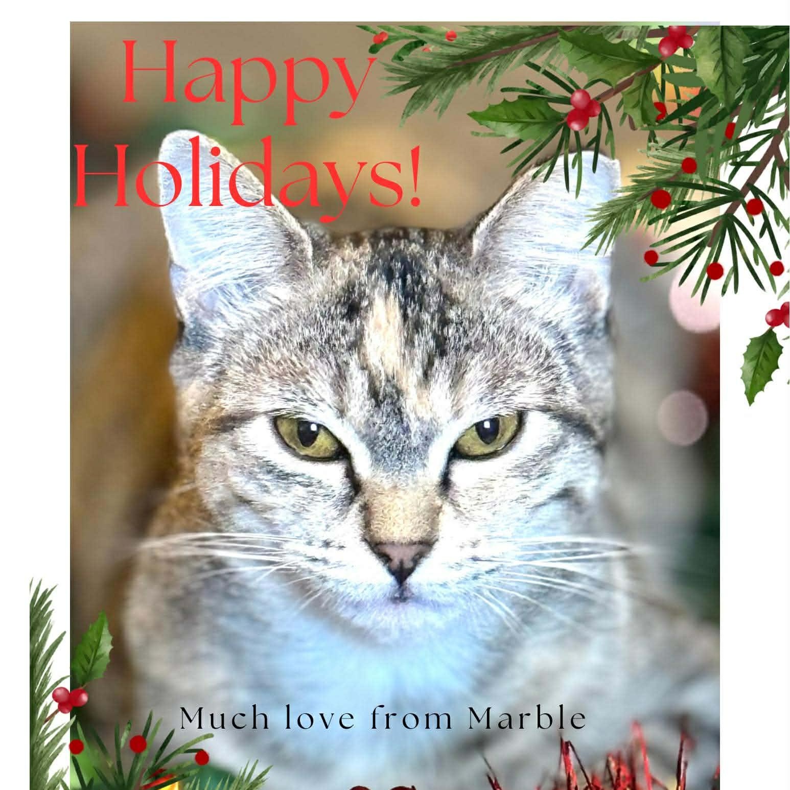 Marble, a Adoptable Domestic Short Hair in Sedalia, MO image 2/6