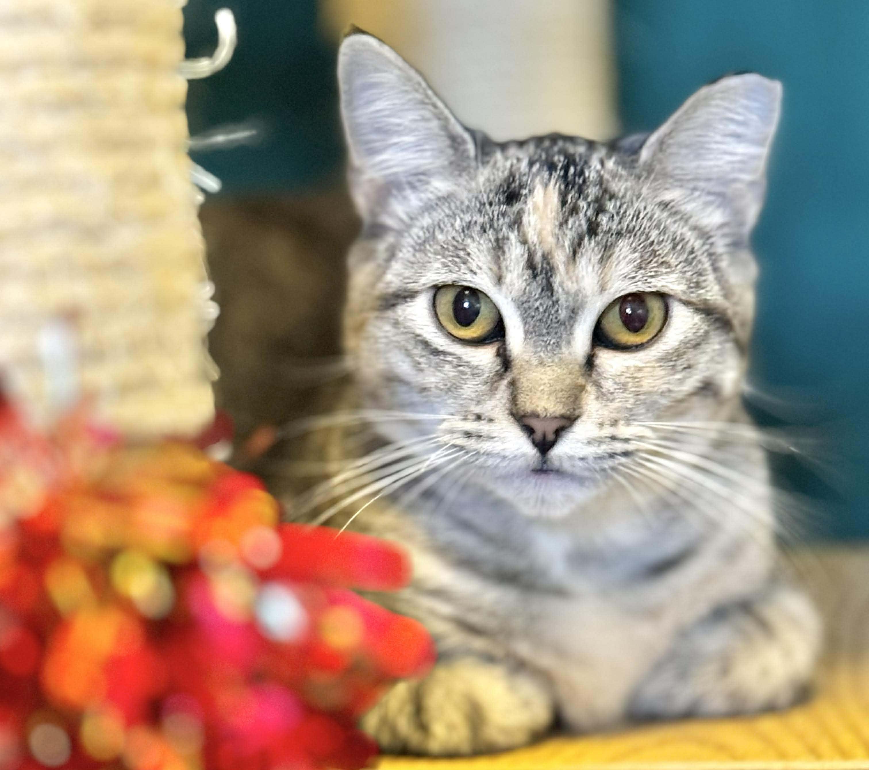 Marble, a Adoptable Domestic Short Hair in Sedalia, MO image 1/6