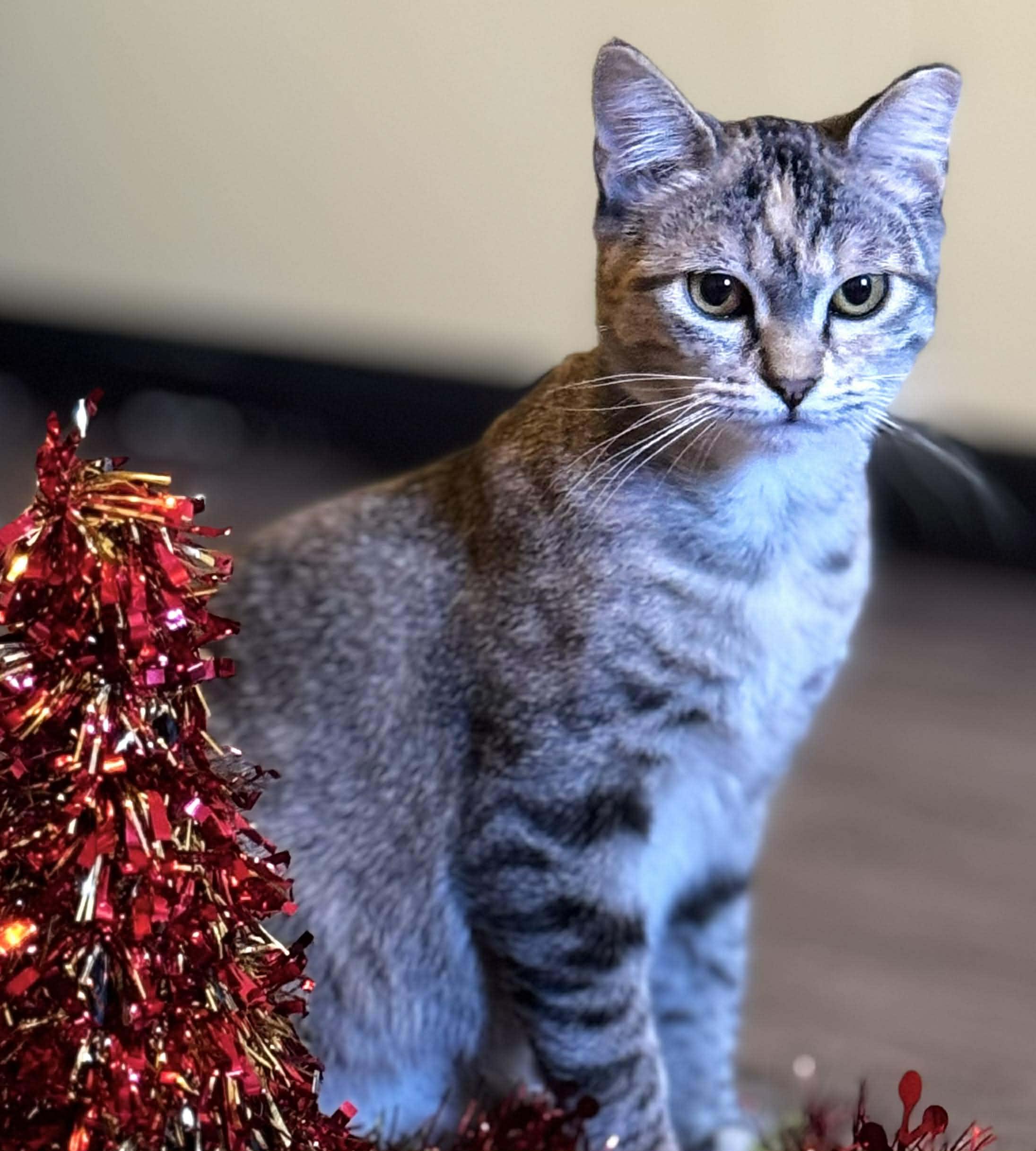 Marble, a Adoptable Domestic Short Hair in Sedalia, MO image 3/6