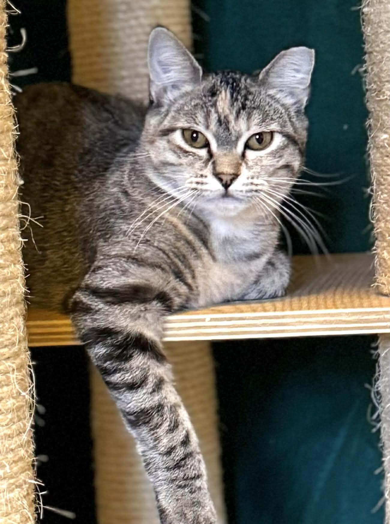 Marble, a Adoptable Domestic Short Hair in Sedalia, MO image 4/6