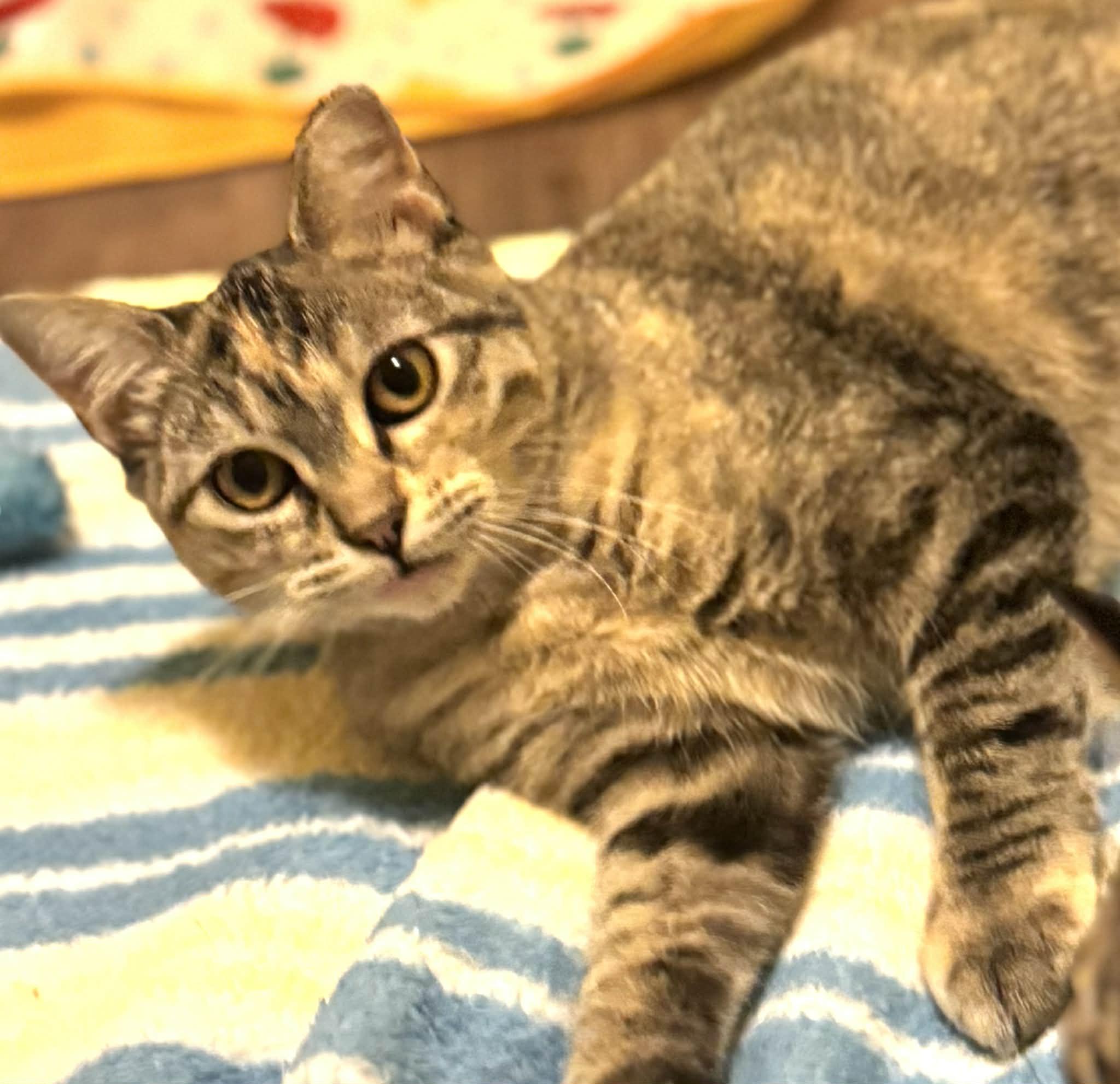 Marble, a Adoptable Domestic Short Hair in Sedalia, MO image 5/6