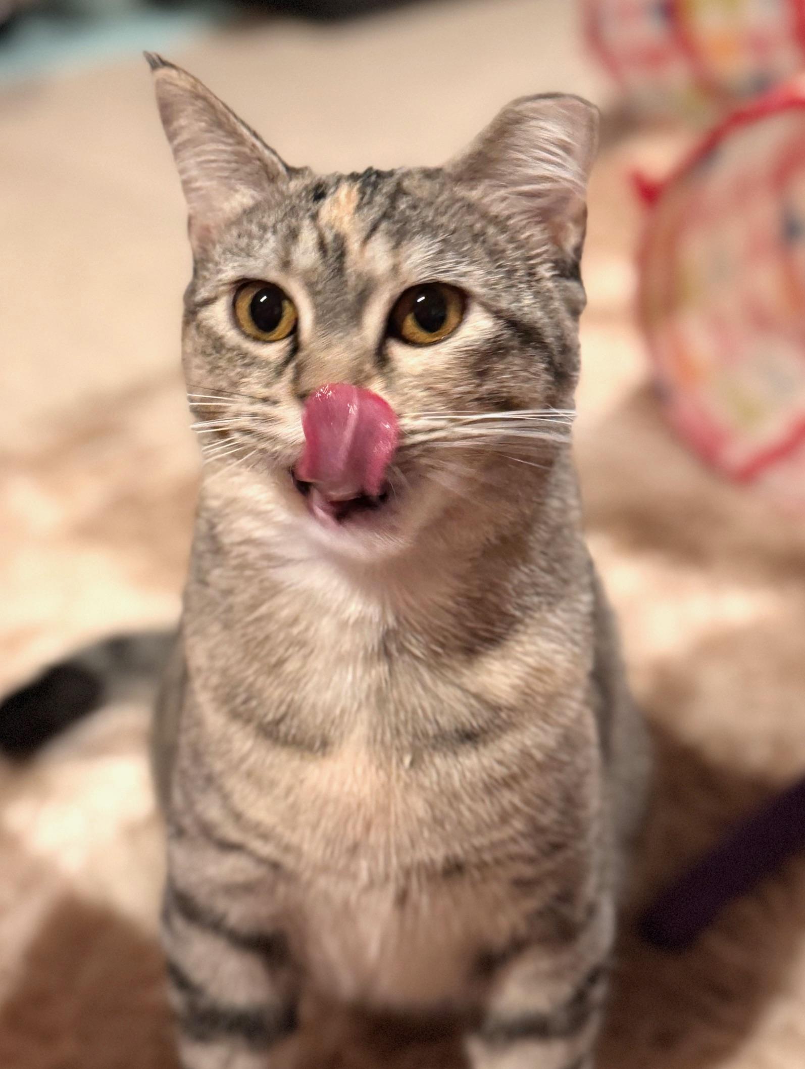 Enlarge Marble, a Adoptable Domestic Short Hair in Sedalia, MO image 6/6