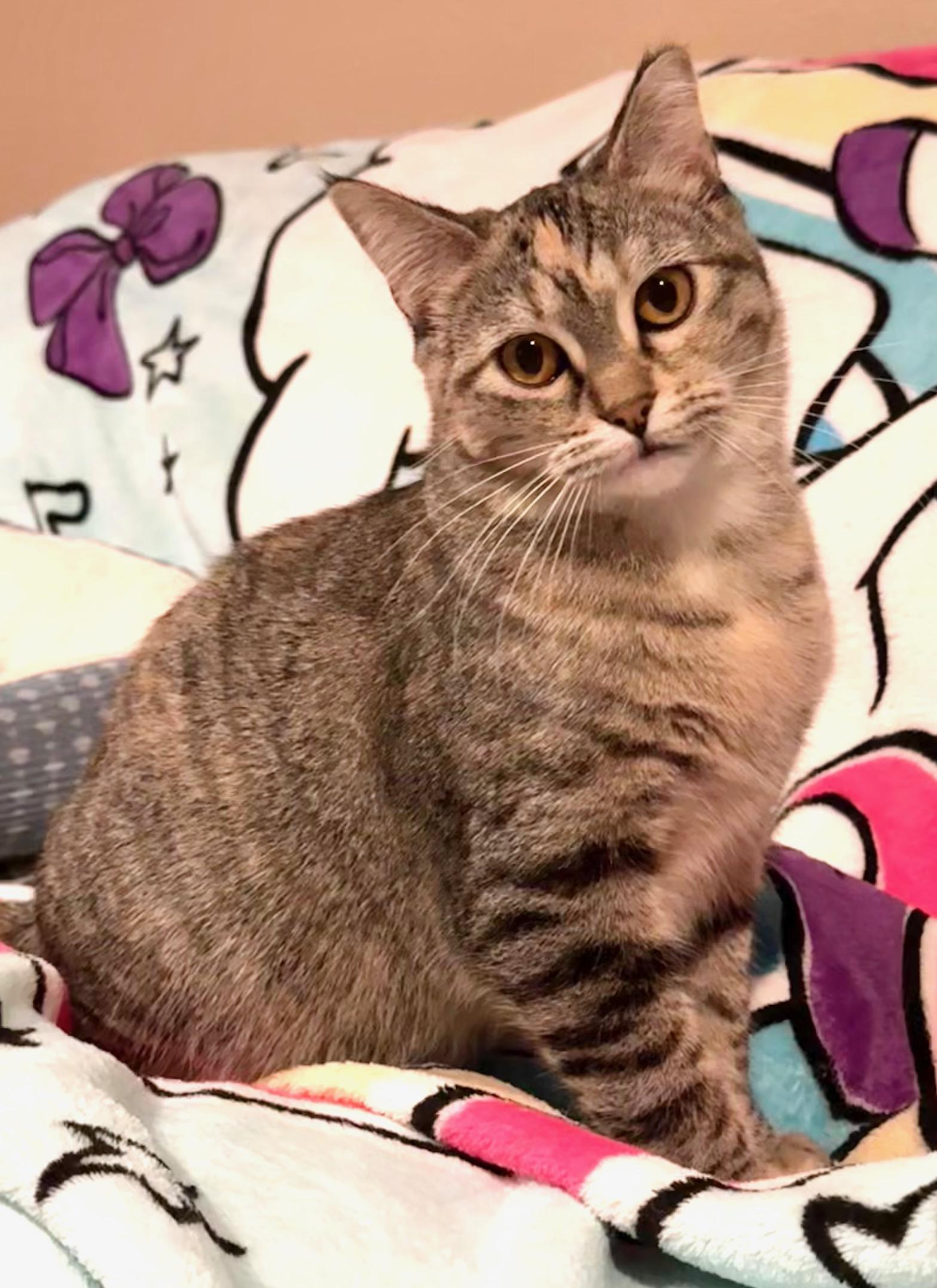 Enlarge Marble, a Adoptable Domestic Short Hair in Sedalia, MO image 5/6