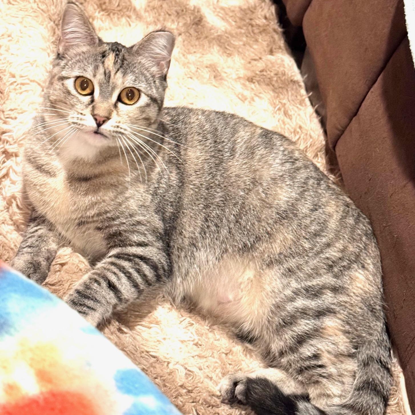 Marble, Adoptable, Adult Female Domestic Short Hair.