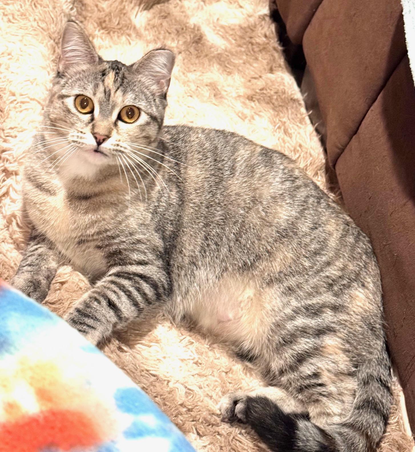 Enlarge Marble, a Adoptable Domestic Short Hair in Sedalia, MO image 4/6