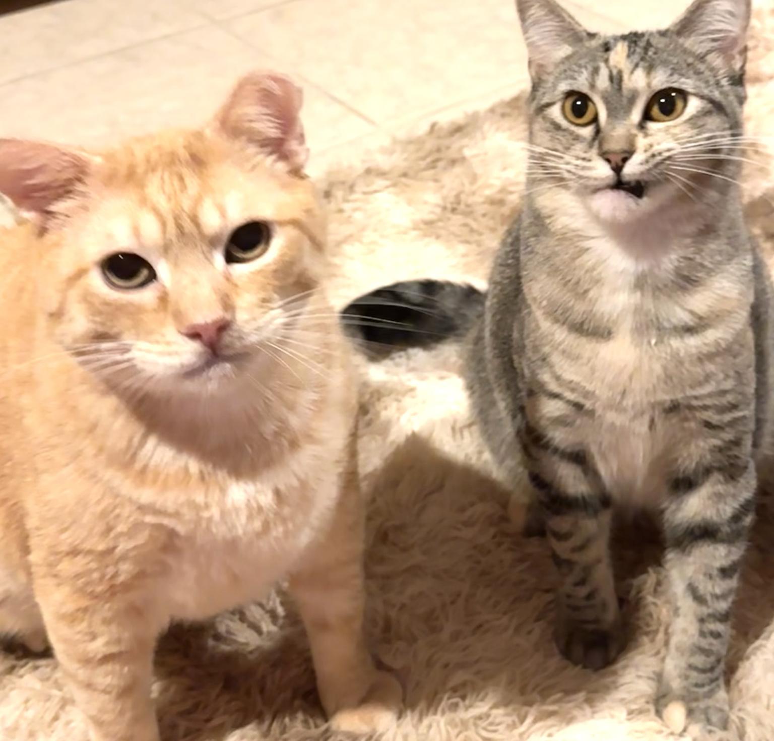 Enlarge Marble, a Adoptable Domestic Short Hair in Warsaw, MO image 5/5