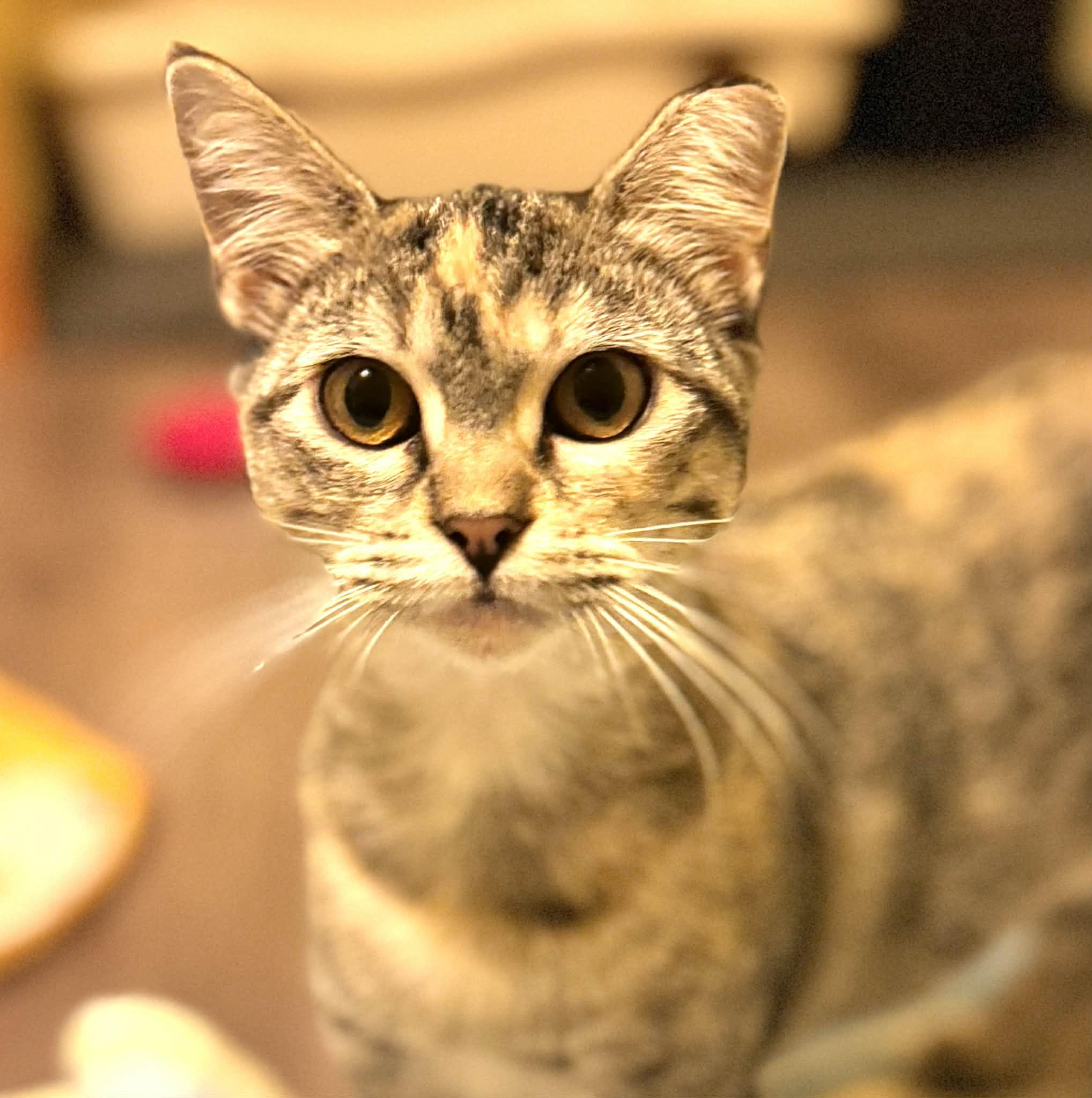 Marble, a Adoptable Domestic Short Hair in Sedalia, MO image 6/6