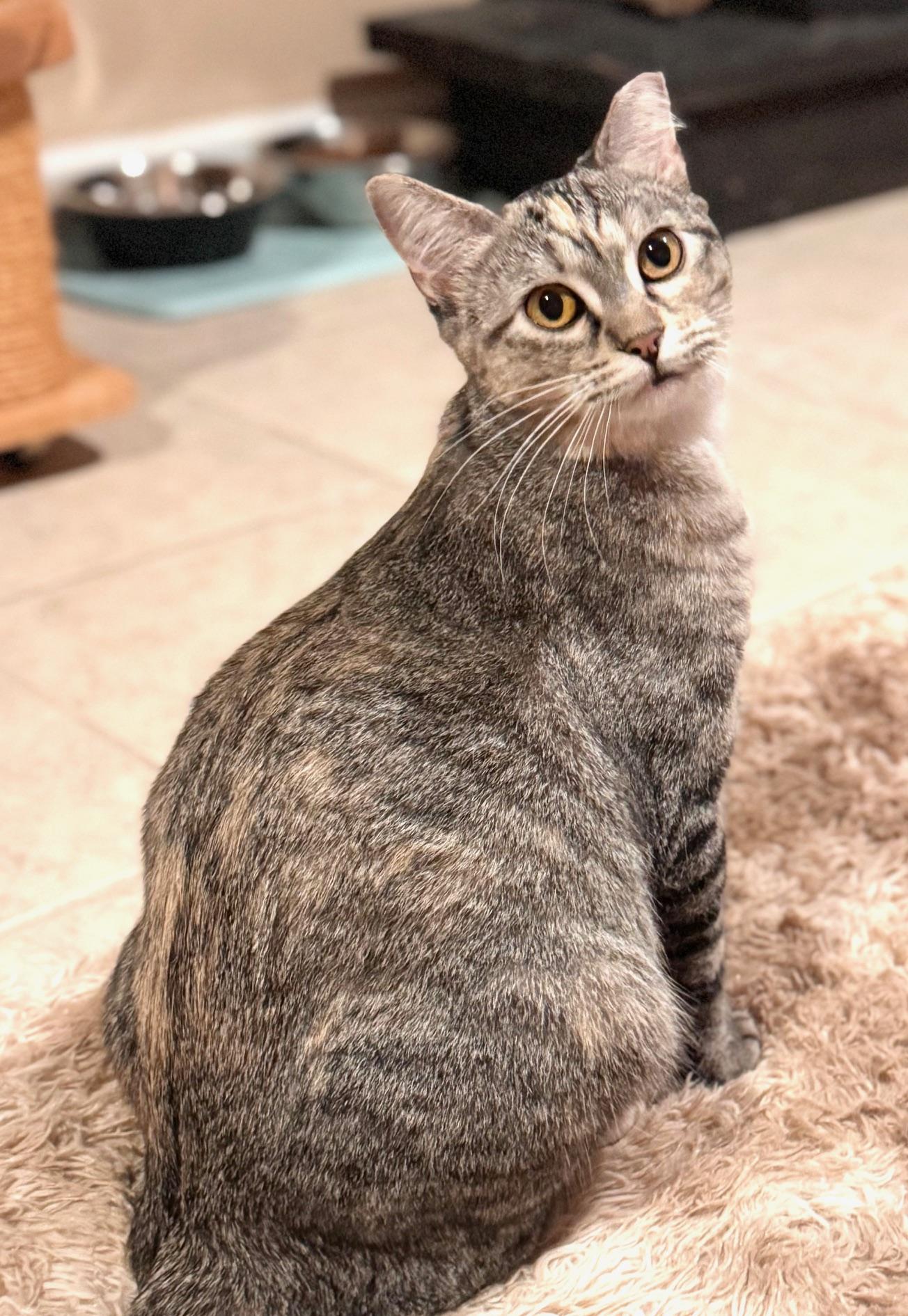 Enlarge Marble, a Adoptable Domestic Short Hair in Sedalia, MO image 2/6