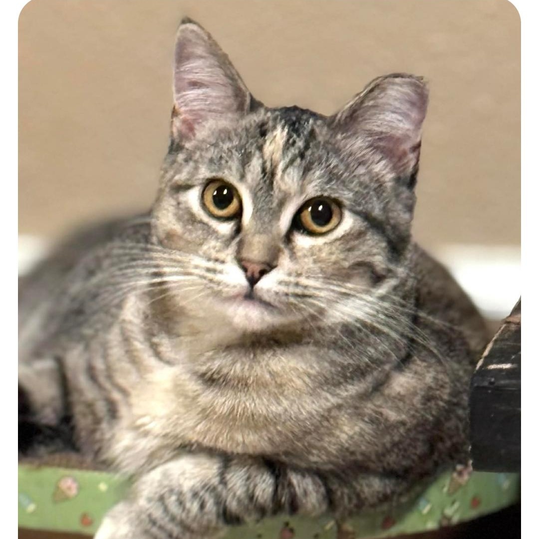 Enlarge Marble, a Adoptable Domestic Short Hair in Sedalia, MO image 1/5