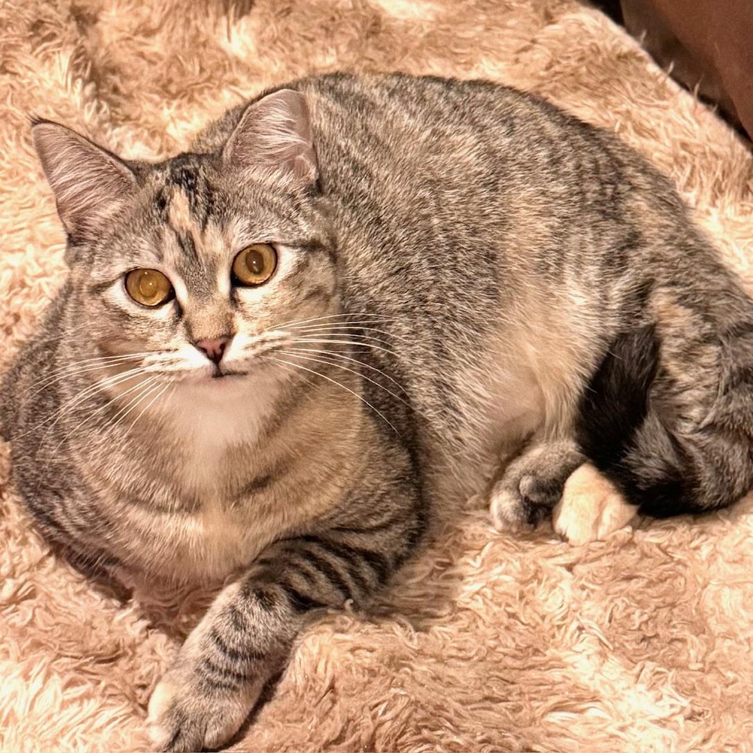 Marble, Adoptable, Young Female Domestic Short Hair.