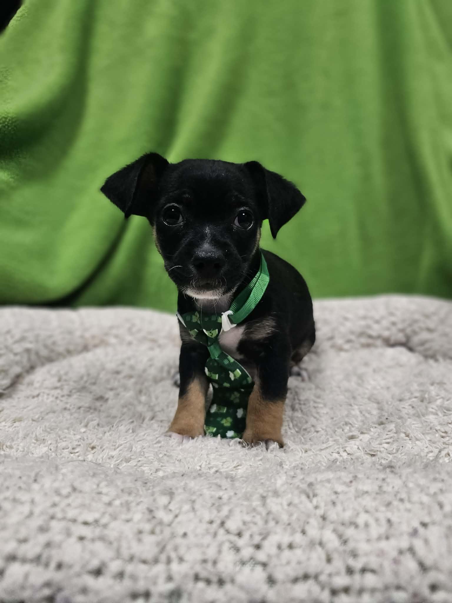 Budah / Max, Adopted, Puppy Male Chihuahua & Dachshund.