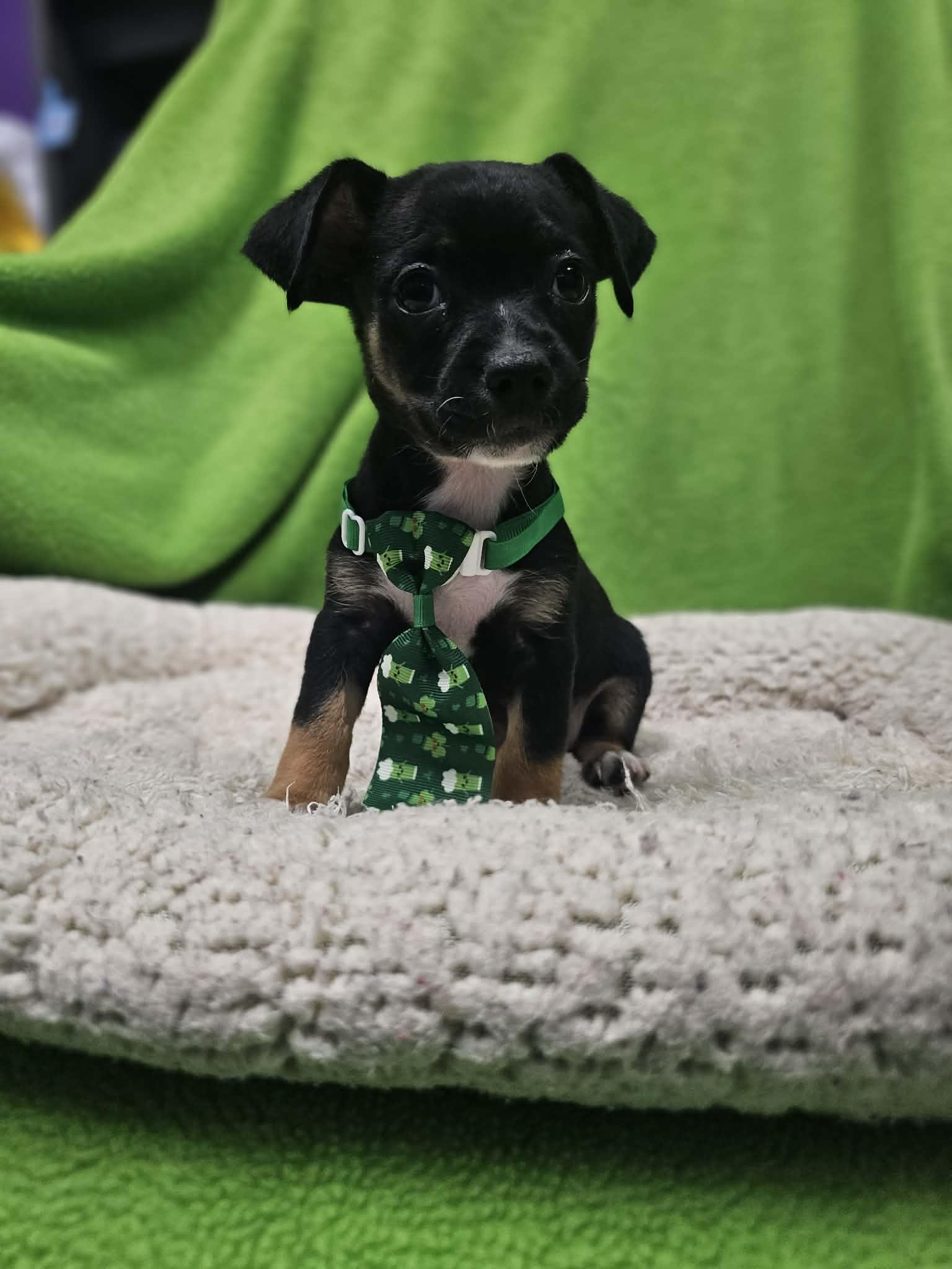 Budah / Max, a Adopted mixed breed in San Angelo , TX image 2/5